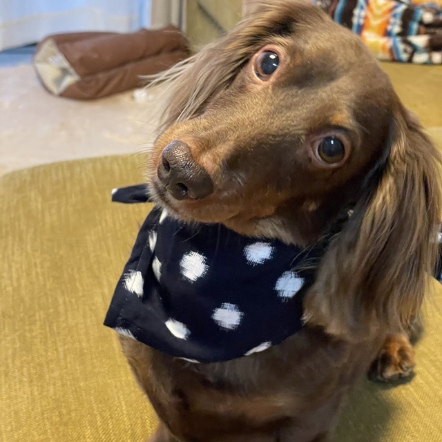 久留米絣の犬用バンダナ